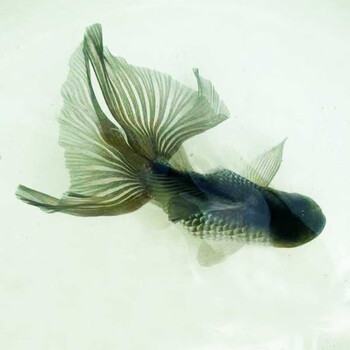金鱼活体精品凤鹤凤尾冷水花黑白蓝凤高大尾鹤顶红凤尾观赏风水鱼 8