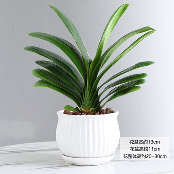 花行榜 精品君子兰盆栽绿植花卉植物室内圆头和尚四季大苗当年开花 10