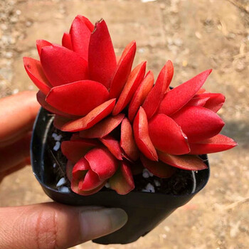 火祭多头群生多肉植物盆栽肉肉新手植物办公室创意花卉绿植火祭23头
