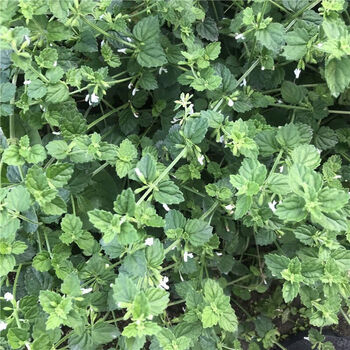 万园琦白花茶匙红 白花塔仔草 茶时红 节节花 白绒草老花中草材 无硫