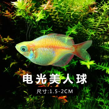 电光美人鱼石美人刚果美人蓝美人电光球热带观赏鱼热带鱼活体b2cm电光