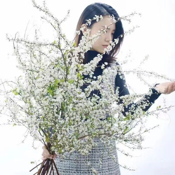 菜友枯木水培植物干枝雪柳喷雪花遇水开花干枝素心腊梅银柳真花干支室内好养易活懒人花卉植物盆栽年宵花卉雪柳 枝60厘米高 遇水开花 2小灯笼不含盆 图片价格品牌报价 京东