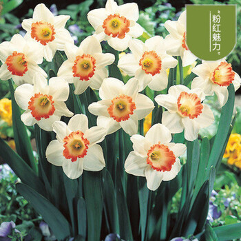 水仙花种球四季开花水培室内盆栽水养耐寒复瓣花卉盆栽风信子植物a3粉红魅力1满盆水仙大球 盆其他 图片价格品牌报价 京东