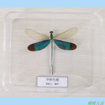 蝴蝶标本 昆虫标本真虫 独立盒包装 学校幼儿园教学生物 豆娘(华艳色