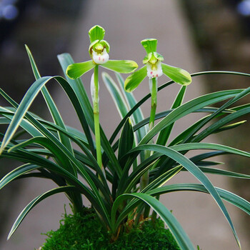 名贵兰花【满堂红】蕙兰大花苞盆栽植物室内花卉绿植兰草兰花苗