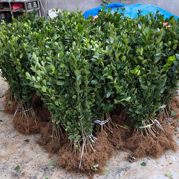 黄杨苗围墙树苗庭院绿化苗木日本冬青苗大叶冬青树苗耐寒耐旱北海道