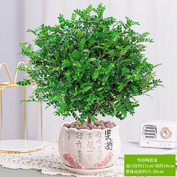欧芽清香木植物办公室桌面绿植花卉 盆栽室内客厅 清香木盆景苗【粉坚持陶瓷盆】 含盆