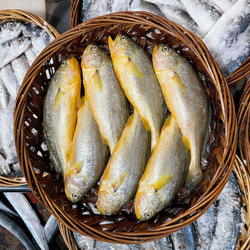 5折 潮汕鱼饭 潮汕特产 汕头打冷鱼饭 500g*袋 黄花鱼饭红口鱼饭 即食