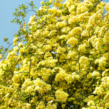 花溢满 四季开花浓香木香花苗庭院阳台爬藤植物盆栽地栽木香花树苗