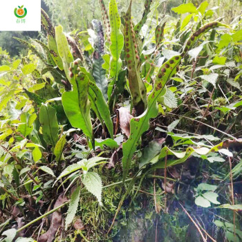 生新鲜鸭脚草整株 金鸡脚 金星草中药材农家现挖现发半斤到1斤 根茎叶