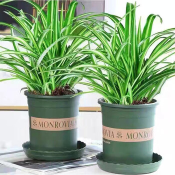 金边吊兰盆栽好养垂吊植物办公室新房摆放花卉绿植金边吊兰2盆加仑盆