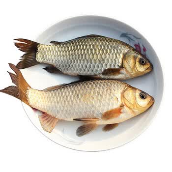 活鱼现杀土鲫鱼新鲜鲫鱼小鲫鱼鲜活孕产妇下奶月子炖汤补身淡水鱼过年