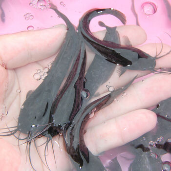 仟芸八胡鲶鱼苗塘鲺鱼苗土鲶鱼苗本地塘虱革胡子鲶鱼苗塘角鱼淡水鱼苗