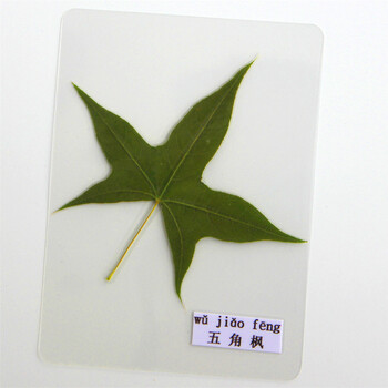 塑封树叶标本植物过塑绿色幼儿园认识叶子真枫叶干花学生书签贺卡五角
