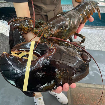 波士顿龙虾 鲜活 波龙 大龙虾 2斤-14斤 10斤/只波龙【图片 价格 品牌