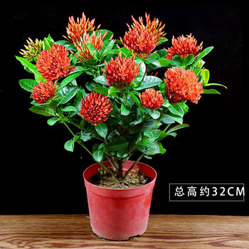 龙船花盆栽绣球花庭院阳台四季开花室内外花卉好养植物带花苞绿植龙船花 全带花苞发货 塑料原盆带盆栽好 图片价格品牌报价 京东