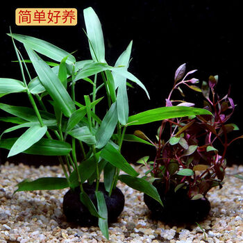 鱼缸水草造景淡水水草养鱼水草植物懒人真水草冷水水草坨草造景套餐h 水竹 紫红丁香 图片价格品牌报价 京东