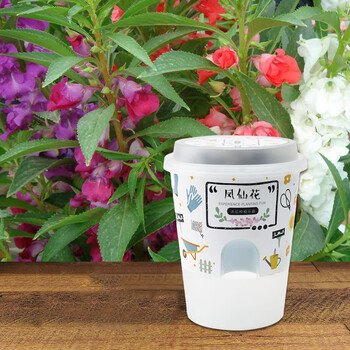 小花农自种盆栽迷你植物diy观察种子发芽盲盒儿童幼儿园花种植杯 凤仙