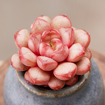 多肉植物盆栽组合新手套餐肉肉植物办公室内花卉绿植盆栽 姬葡萄(含盆