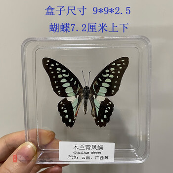 昆虫标本家里装饰摆件小摆件精致蝴蝶标本蝴蝶标本昆虫标本蝴蝶拍摄