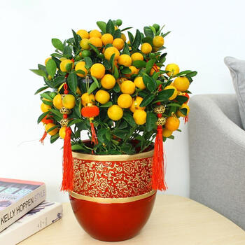 年宵花金桔盆栽四季桔年橘盆栽室内盆景年桔送礼绿植金桔红陶瓷盆6个