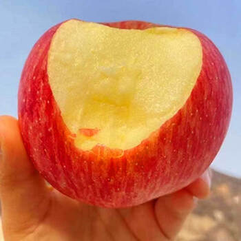 吉县壶口苹果 山西临汾特产壶口瀑布红富士脆甜多汁冰糖心苹果整箱现