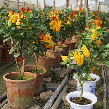 佛手盆栽带果金华佛手树苗带花佛手柑盆栽金佛手四季常青盆景植物 6年