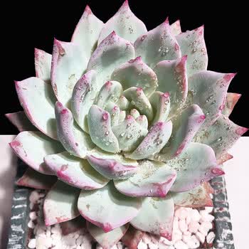 多肉老桩合集大型多肉植物大株多肉h 厚叶粉蓝鸟 13cm大单头 裸根不带土 图片价格品牌报价 京东