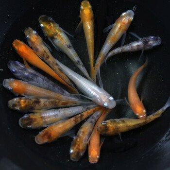 观背青鳉鱼活体活鱼贵妃极龙干支红帝黑星光锦鳉亚成鱼鱼卵小型宠物鱼苗客厅办公室观赏鱼包活 混搭锦系