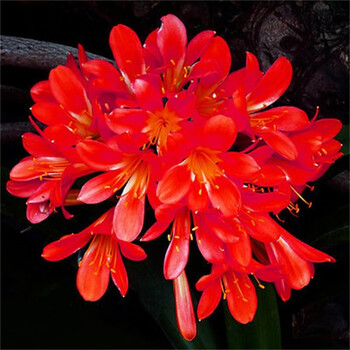 精品兰花苗当年开花君子兰盆栽苗 大将军 当年开花8-10片叶送盆送土