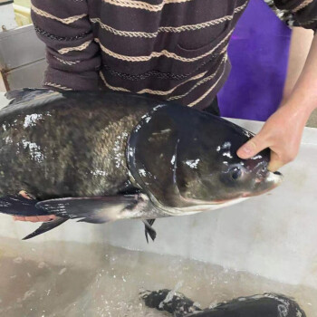 千島湖正宗花蓮胖頭魚鮮活大頭胖頭魚魚整條魚頭淡水魚冷水魚千島湖