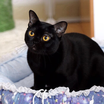 【30天质保】纯种宠物孟买猫幼猫活体孟买小黑猫幼崽猫咪活体 宠物级