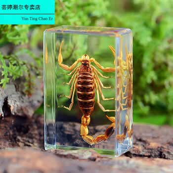 昆虫标本真实昆虫标本树脂小摆件幼儿园教学观察玩具蜘蛛甲虫蝎子动物