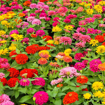 骏楷园林 野花组合种子耐寒四季开花庭院阳台波斯菊路边绿化百日草花