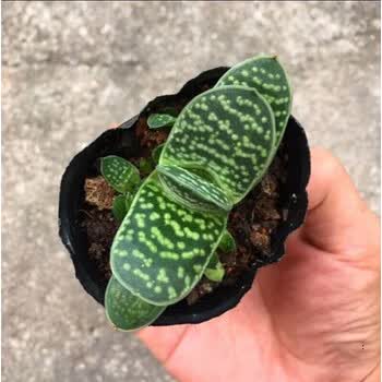 子宝多肉植物元宝花进宝肉肉办公室内桌面绿植花卉盆栽元宝一颗4 5厘米 原土发货 图片价格品牌报价 京东