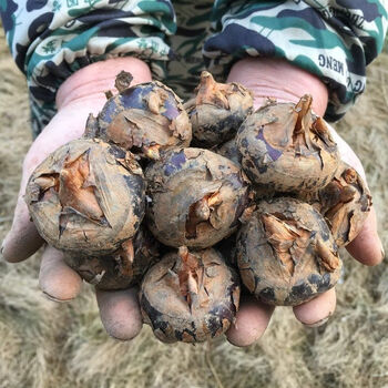 湖北马蹄荸荠新鲜现挖大果地梨小脆马蹄果水果蔬菜整箱批发荸荠3斤