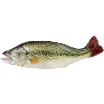 新鲜七星鲈鱼鲜活现杀真空包装全程冷链淡水鲈鱼新鲜美味清蒸鲈鱼一条