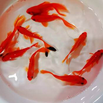 冷水鹦鹉鱼鱼黄金龙凤锦鲤鱼黑草金风水鱼蝶尾金鱼冷水发财鱼67厘米