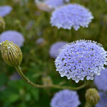 芹种子孑蕾丝花白雪珠花籽可干切花园艺庭院花坛室内 蓝色翠珠花50粒