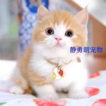 荣郁 中华田园猫猫仔奶牛小幼猫宠物猫橘白猫小花橘色猫真猫咪活 田园级 温柔白橘猫【母】【图片 价格 品牌 报价】-京东