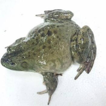 华海春 鲜活新鲜养殖牛蛙现杀大牛蛙肉下单现杀纯肉重量 去内脏 2斤