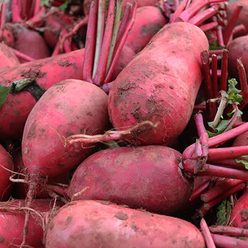 四川红萝卜农家红皮白心水萝卜新鲜蔬菜萝卜小萝卜现货四川红皮白芯