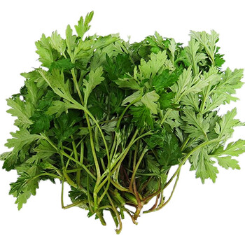 源外园野生新鲜艾草 当季食用野菜田艾草叶艾蒿清明草糍粑艾粄青团嫩