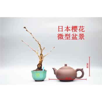 巧克力色 37染井吉野樱 带盆栽好