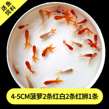 通行料金口実キャプテンブライ小型金魚特性懸念横たわる