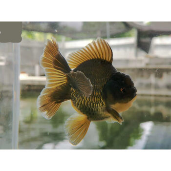 精品淡水观赏鱼巨狮宽尾红白将军高背明bp鱼苗 黑,青皮泰狮苗7-8cm 1