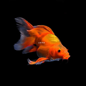 蝴蝶鲤球体贵妃白火红黄金熊猫黑色活体龙凤锦鲤淡水观赏鱼苗 {球体3