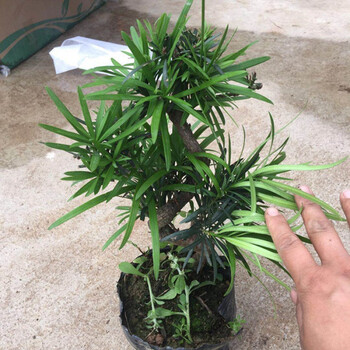 s型罗汉松小盆景随机发 不含盆