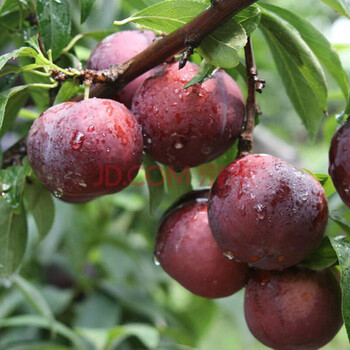 三华李 蜂糖李 南北方种植 李子树苗 果树苗西梅李子当年结果 南华李