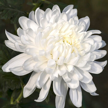 菊花盆栽菊花苗菊秋季黄菊花卉绿植菊花苗盆栽白皇后小苗1棵